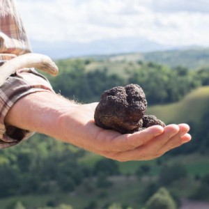truffle-hunting
