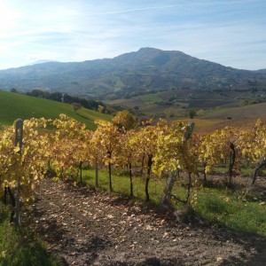 vigna montedinove