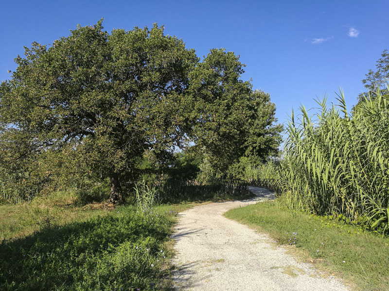 Ciclabile-del-Tronto-alberi