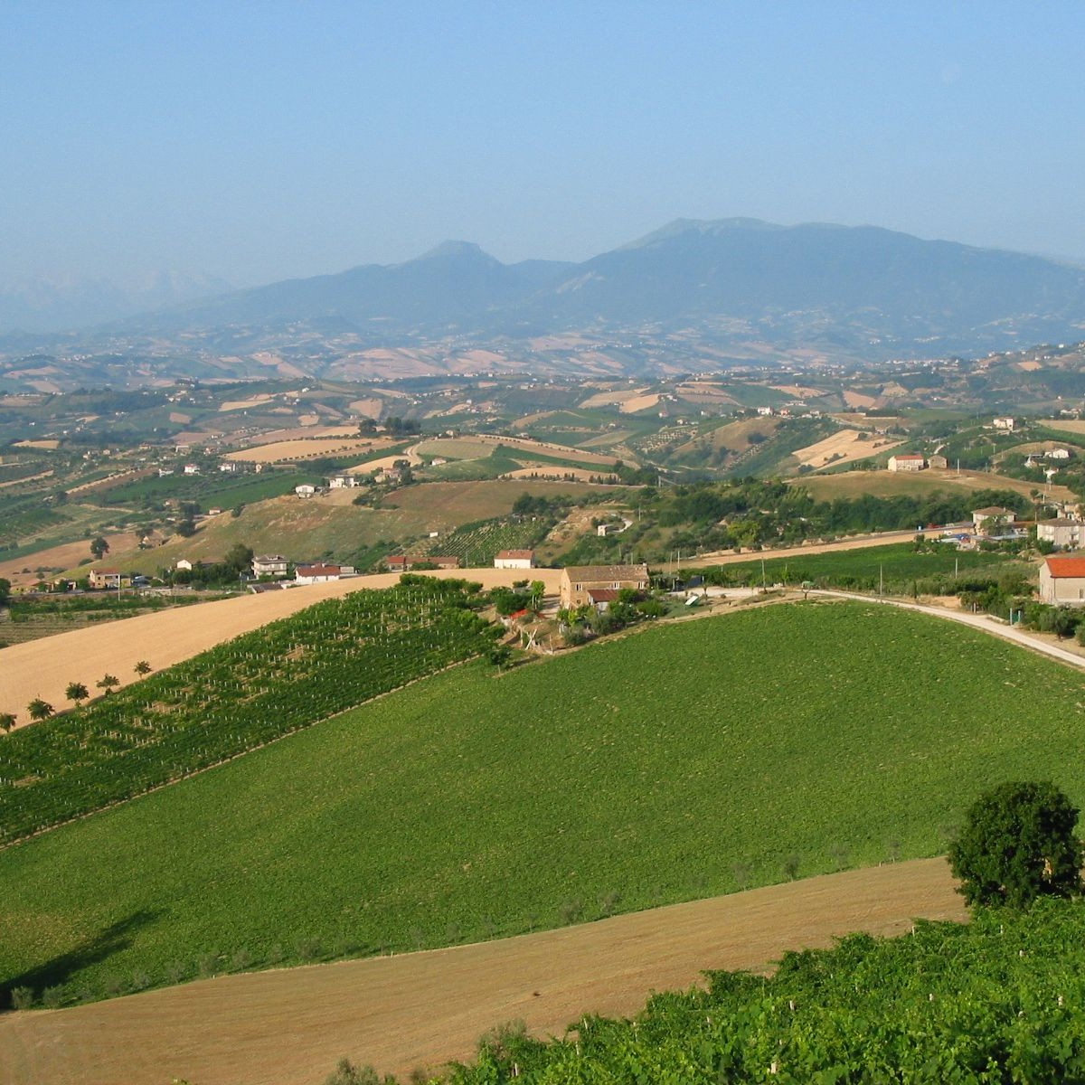 Vista della campagna marchigiana da Offida