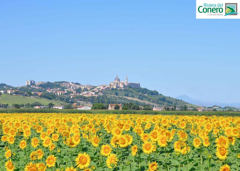 Loreto panorama con girasoli