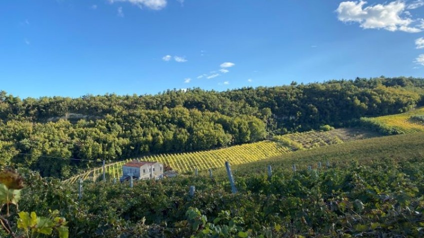 veduta sulle vigne marchigiane