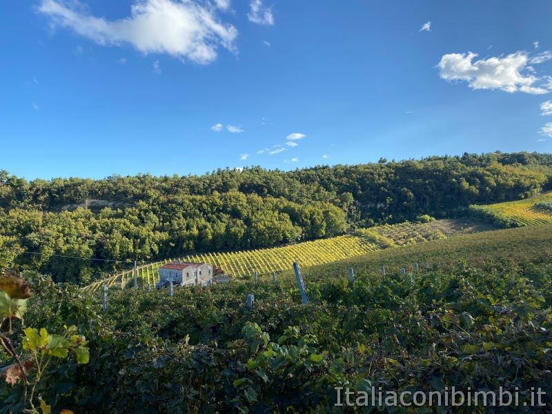 veduta sulle vigne marchigiane